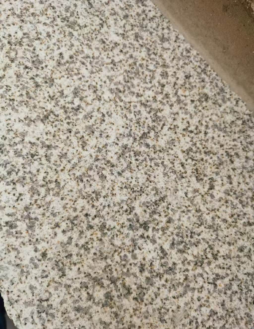 白城 黄金麻中黄光面